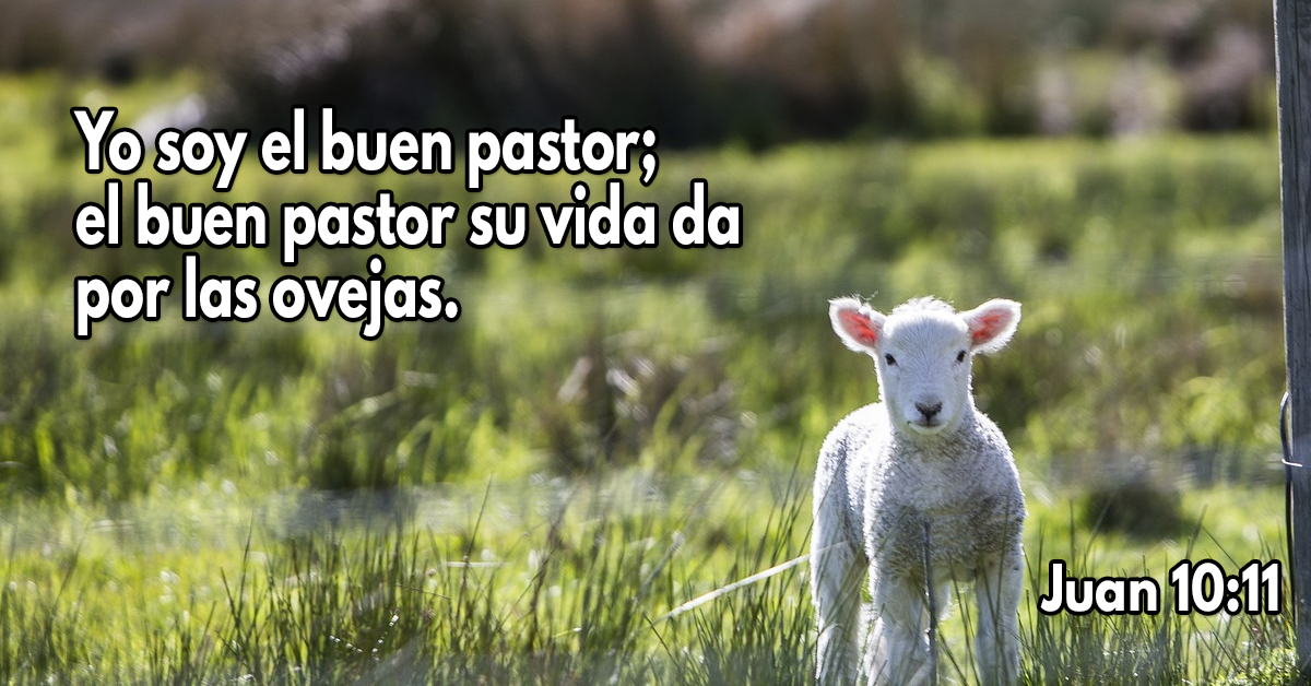 Yo soy el buen pastor; el buen pastor su vida da por las ovejas